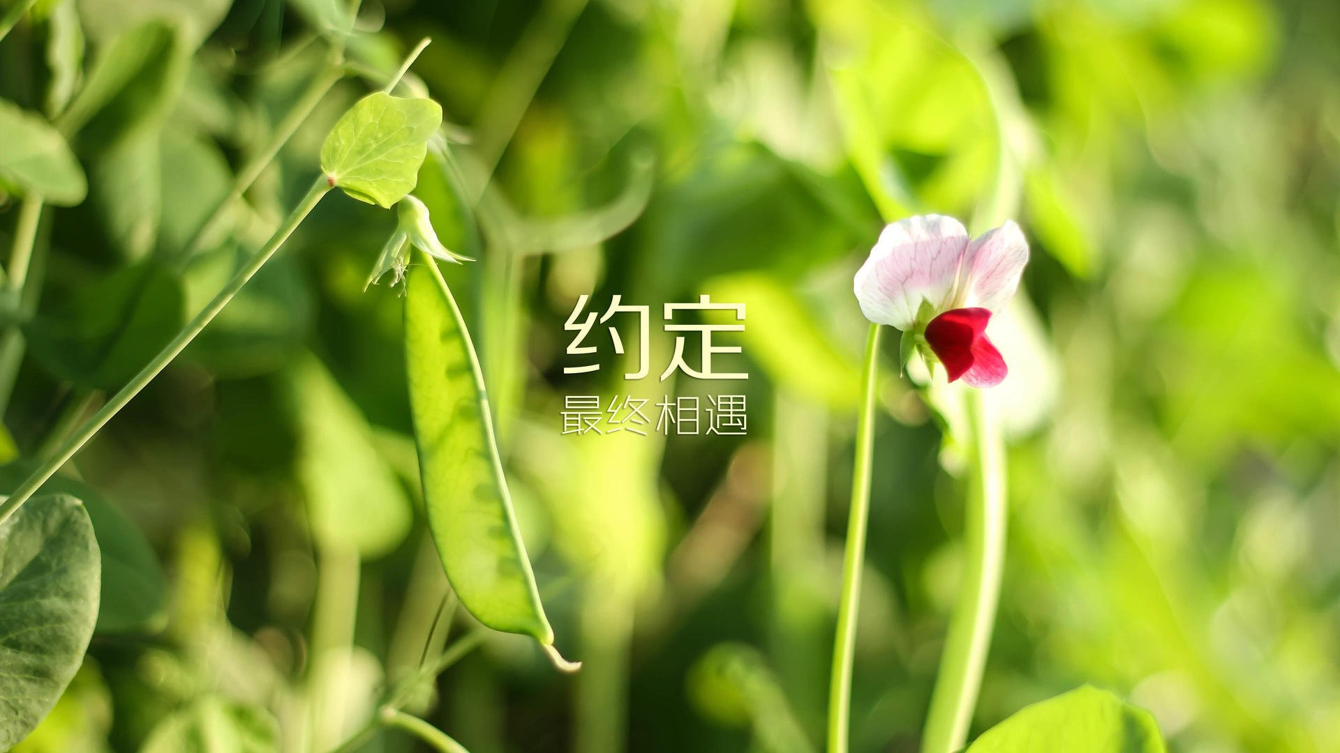 2025世俱杯-拜仁连续15场不败领跑德甲，拜仁几连胜