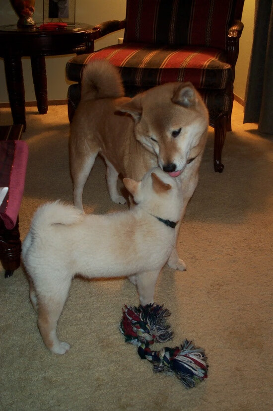 内线统治力谁能称霸篮下，内线作战是什么意思