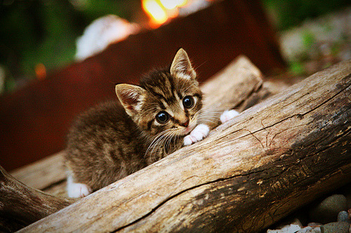 世俱杯赛程-法甲新人崭露头角：未来之星初露锋芒！，未来之星什么时候返场