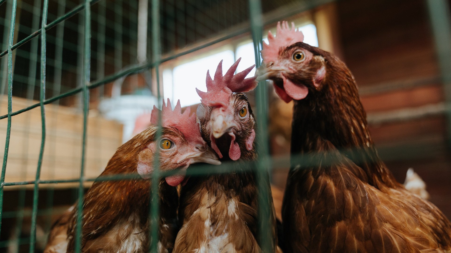 波斯尼亚男篮在欧洲赛事中表现不俗,深受关注