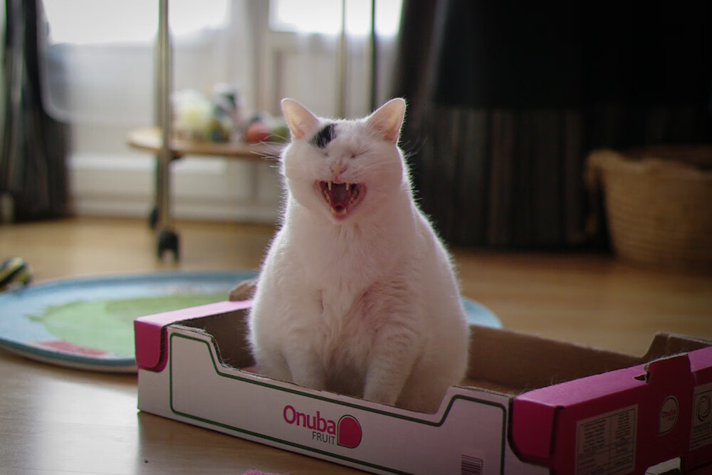 足球世界俱乐部杯直播-澳大利亚橄榄球的商业化进程与国际赛事逐步融合，澳大利亚国家橄榄球联赛